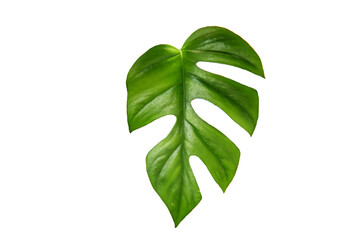 Philodendron Ginny leaf on transparent background png file © fri9thsep