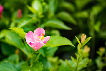 Obraz premium Bright pink large flower of hibiscus (Hibiscus rose sinensis) on green leaves natural background.