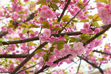 Fototapeta na wymiar Branches of cherry blossoms. Hanami spring season