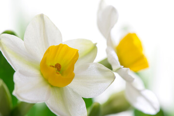 daffodils isolated on white background