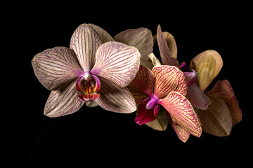 Naklejka premium Floral concept. Orchids blossom close up. Orchid flower pink and yellow bloom. Phalaenopsis orchid.Beautiful blooming orchids