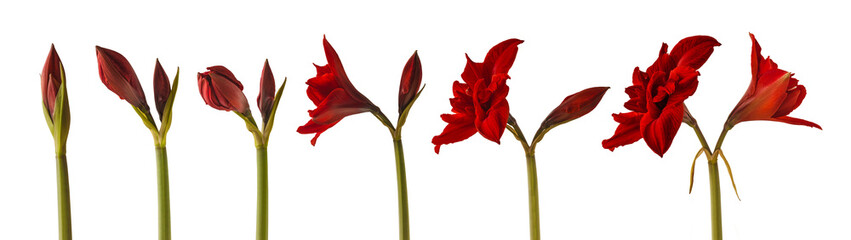 Fototapeta na wymiar The sequence of the flowering Hippeastrum (amaryllis) 