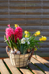 Korb mit Frühlingsblumen, Hyazinthen, Narzissen, Schneeglöckchen