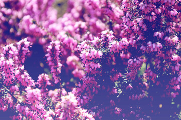 flowers background bright colors of spring heather