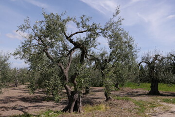 ITALY CANOSA DI PUGLIA APRIL 20 2023 AN AGRICUTURAL LAND WITH CULTIVATION OF VINES IN APRIL