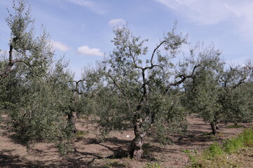 ITALY CANOSA DI PUGLIA APRIL 20 2023 AN AGRICUTURAL LAND WITH CULTIVATION OF VINES IN APRIL