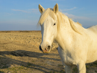 Obraz na płótnie Canvas A white horse standing on a pasture in Camargue
