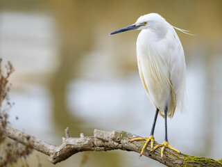 A Little Egret resting on a tree