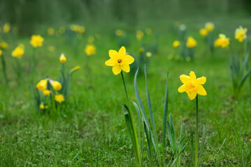 żonkile w parku, daffodils - obrazy, fototapety, plakaty