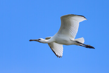 A flying spoonbill on a sunny day in summer