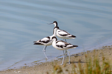 A group of Pied Avocets walking near water sunny day