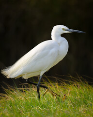 A Little Egret standing on a meadow