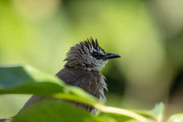 close-up portrait of yellow-vented bulbul perching on tree