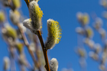 Fluffy soft willow buds