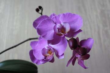 Phalaenopsis orchid in a flower pot on the windowsill in the house. Care of a houseplant. Home garden.