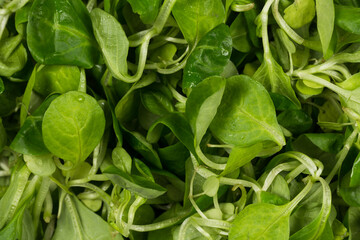 Fototapeta na wymiar mache lettuce green salad