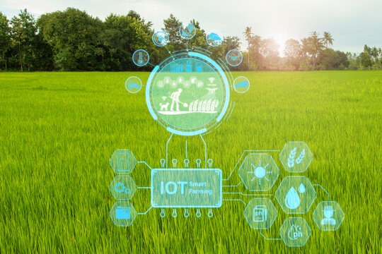 Smart farming with IoT, Growing rice farming with Infographics Smart agriculture and precision agriculture industry with modern technology for develop his farm to improved productivity in the future.