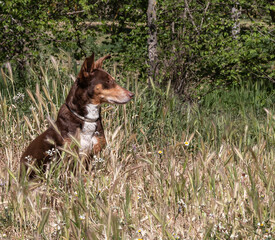 Small brown dog sat on the ground surrounded by grass in a sad mood