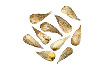 freesia bulbs on white background top view. Pile of flower bulbs. Small freesia bulbs for planting in the ground close-up isolated.
