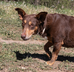 Portrait of a sad small and brown dog looking to the camera