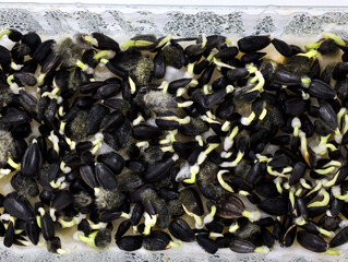 Sprouted sunflower seeds with mold close-up. Sunflower seeds on microgreens top view. Growing...