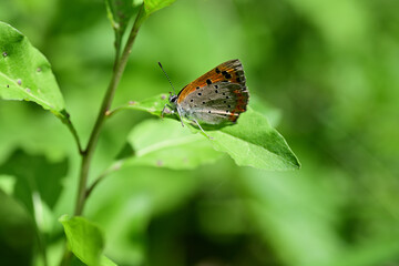 葉に止まるベニシジミ（埼玉県/4月）
