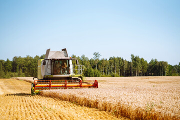 Modern industrial combine harvester harvests wheat cereals on a summer day. Grain harvester. Concept of agriculture, gardening. Time to harvest!