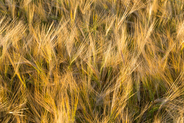Wheat field