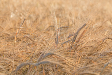 ears of yellow wheat field