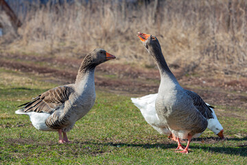 A group of geese are walking in a field.