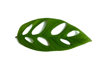 Isolated white background The widow plant or Monstera adansonii is a species of flowering plant from the Araceae family © Made