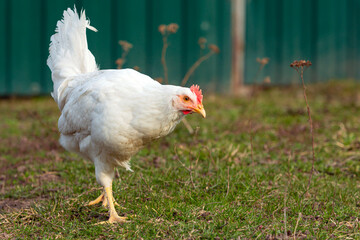 White chicken close-up on a background of grass.