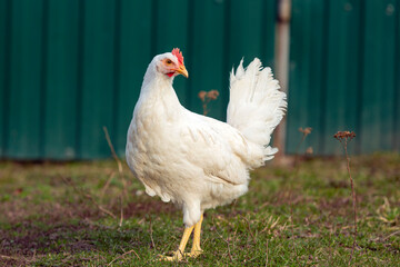 A chicken stands in a field with a green fence behind it.
