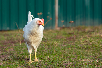 White chicken close-up on a background of grass.