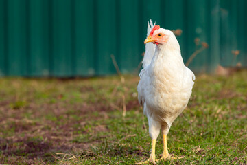 White chicken close-up on a background of grass.