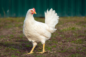 White chicken close-up on a background of grass.
