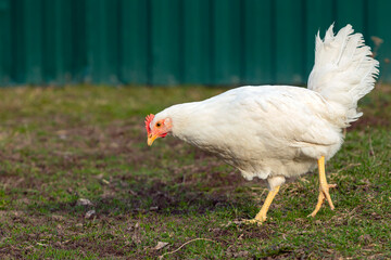 White chicken close-up on a background of grass.
