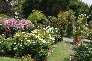 Fototapeta na wymiar Rosen im Rosengarten von Christchurch