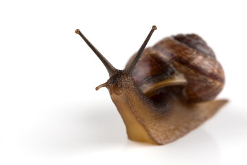 Garden snail ,isolated on white