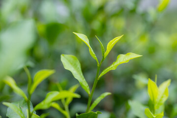 Fototapeta na wymiar Close up of the green tea tree