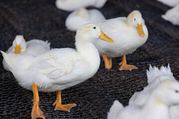 Lots of duck in local farm in Taiwan