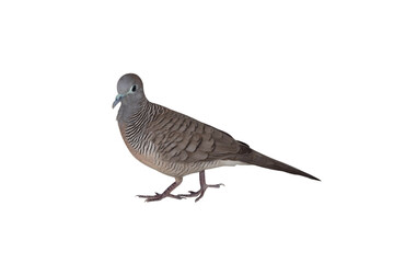 Close up Zebra Dove was standing isolated on white background, Transparent background PNG file.