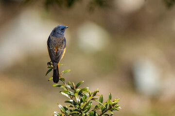 A Redstart bird taking rest on a tree top.