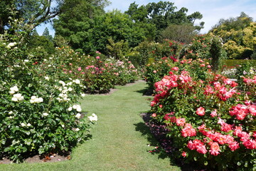 Rosen im Rosengarten in Christchurch