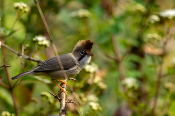 A Yuhina bird taking rest on a tree top.