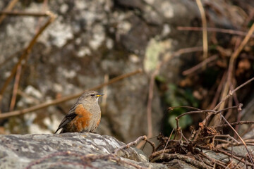 Alpine accentor bird resting on a rock at Chopta Valley.
