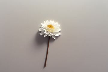 dry flower on white background4
