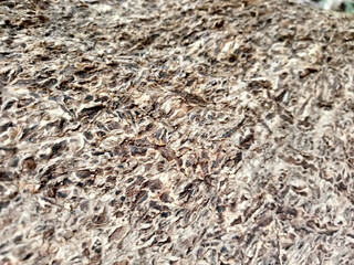 The surface of the old trees has many cracks.