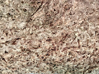 The surface of the old trees has many cracks.