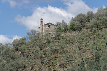 Fototapeta premium Olive orchard, Montalto Ligure, Imperia, Italy